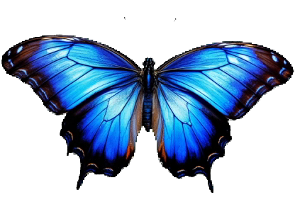 Schmetterling